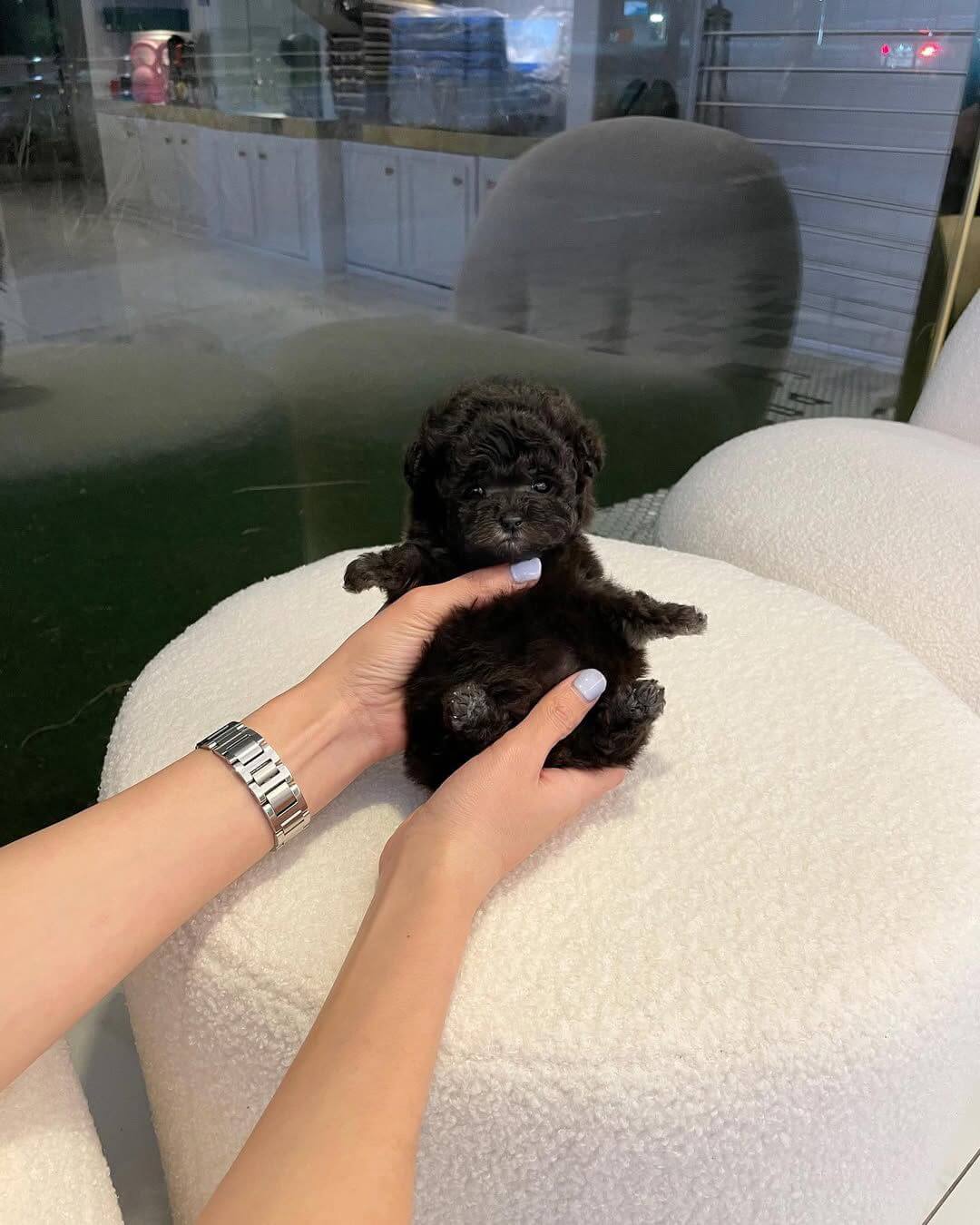  3 Bailey female Poodle puppies For Sale 