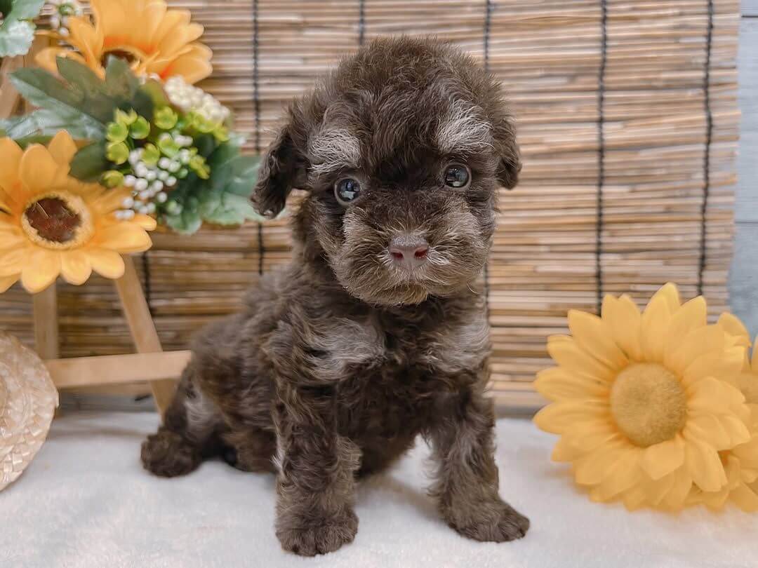  6 Dang male Poodle puppies For Sale 